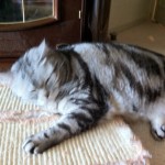 圧倒的な勝利は猫ちゃん
