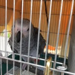 人間と同じ能力が他の動物にもあった？