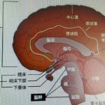 脳は取扱方で衰えないどころか５０代から冴えてくる